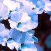 Beete-Blueten-Blumen-Negativ