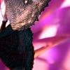 Blaetter-Asien-Schmetterlinge-Negativ