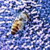 Bluetenstaub-Pollen-Bienen-Surreal