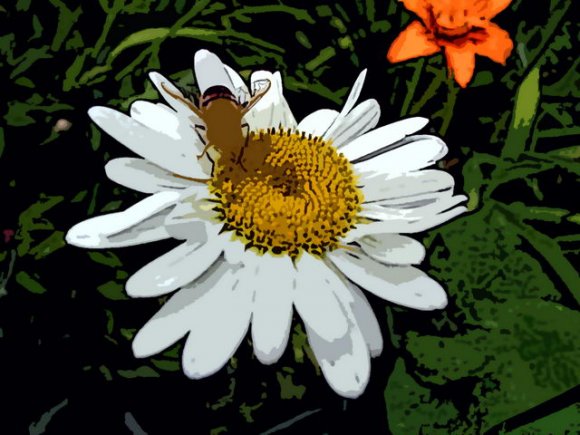 Bienen-Blumen-Natur-Illustration