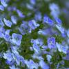 Blaue-Blumen