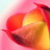Blume-Rosa