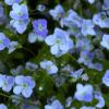 Blumen-Blau-Gruen
