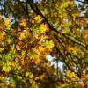 Dunkel-Gelb-Herbstliche