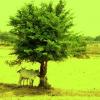 Einsamer-Baum