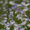Weiss-Blaue-Blumen